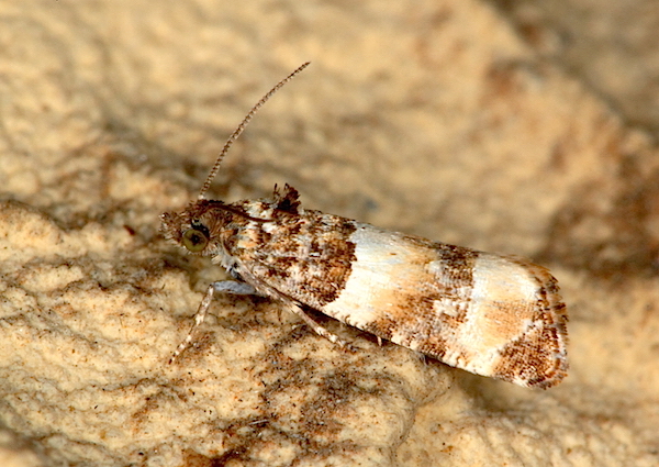 Aiuto id. Tortricidae - Lobesia artemisiana